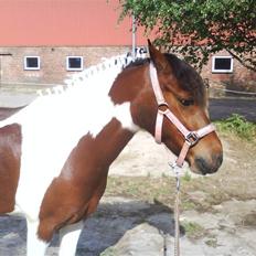 Anden særlig race Oliver