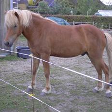 Islænder Sólfari fra Skannerup