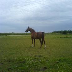 Dansk Varmblod Bella *Bortgivet til min søs!!*