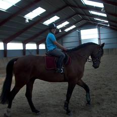 Dansk Varmblod Charlie Chap (DØD)