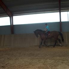 Dansk Varmblod Charlie Chap (DØD)