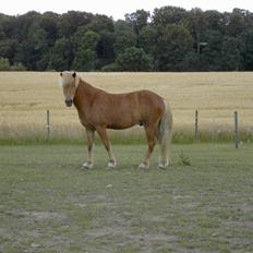 Islænder Sólfari fra Skannerup