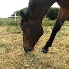 Knabstrupper Nymands Zidney