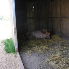 Islænder Svala fra Dalsgård