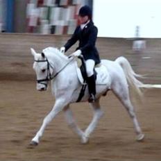 Anden særlig race Starhorse Yassir