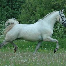 Anden særlig race Starhorse Yassir