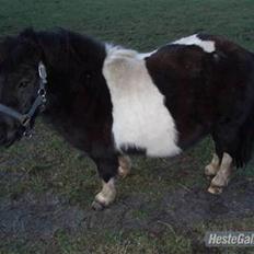 Shetlænder  | Bonny  | ( solgt )