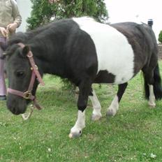 Shetlænder  | Bonny  | ( solgt )