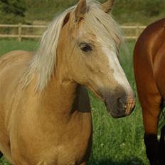 Welsh Mountain (sec A) Mary Lou