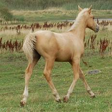 Anden særlig race Mainert Botoft