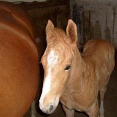 Anden særlig race Mainert Botoft