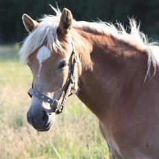Haflinger alanas ramona - solgt-