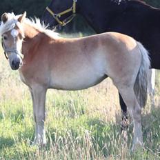 Haflinger alanas ramona - solgt-