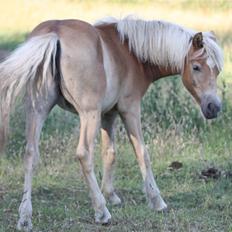 Haflinger alanas ramona - solgt-