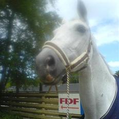 Dansk Varmblod Image