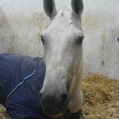 Dansk Varmblod Image