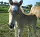Haflinger Ofelia 