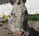 Appaloosa Jack -maria