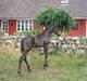 Dansk Varmblod Sunshine Hit 