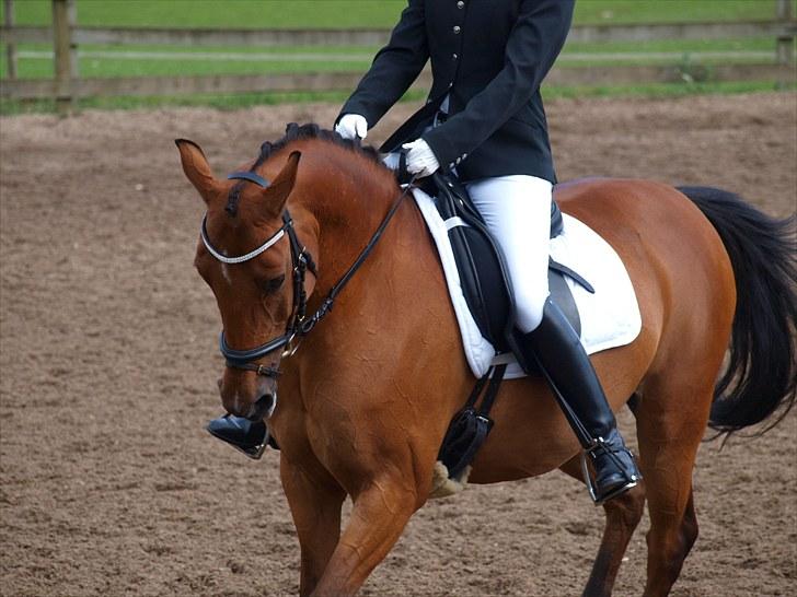 Hollandsk Sportspony Aurora Monique <3 - Monique og jeg i en LA3 til STRK stævnet i sommeren 2010. billede 17