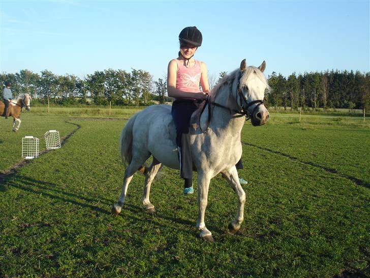 Welsh Mountain (sec A) Silvano  - en ride tur der hjemme. Jack kom hjem der. billede 2