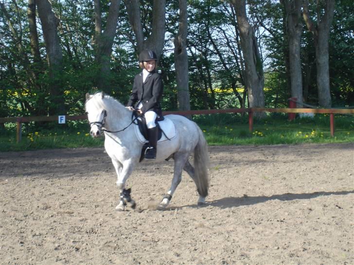 Welsh Mountain (sec A) Silvano  - på banen i poulstrup billede 5