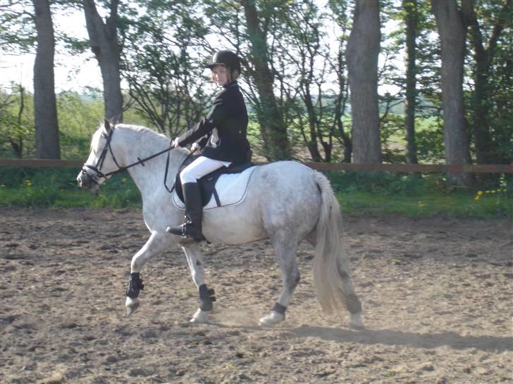 Welsh Mountain (sec A) Silvano  - smukke sille(silvano) billede 6