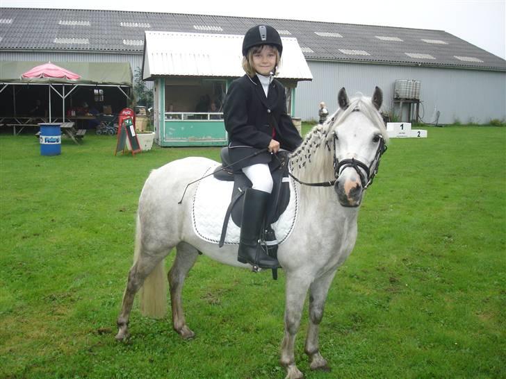 Welsh Mountain (sec A) Silvano  - se mig den smukke billede 8