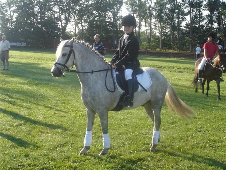 Welsh Mountain (sec A) Silvano  - vores første stævne sammen i poulstrup billede 9