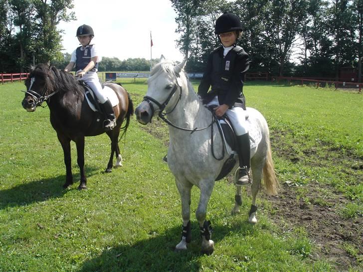 Welsh Mountain (sec A) Silvano  - min kusine Christina sidder på silvano. og Nanna og Granberg i baggrunden. billede 10