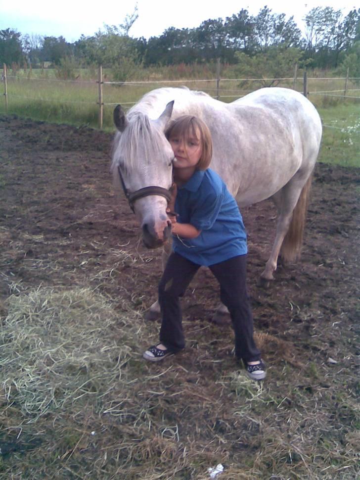 Welsh Mountain (sec A) Silvano  - hvor er vi søde sammen billede 15