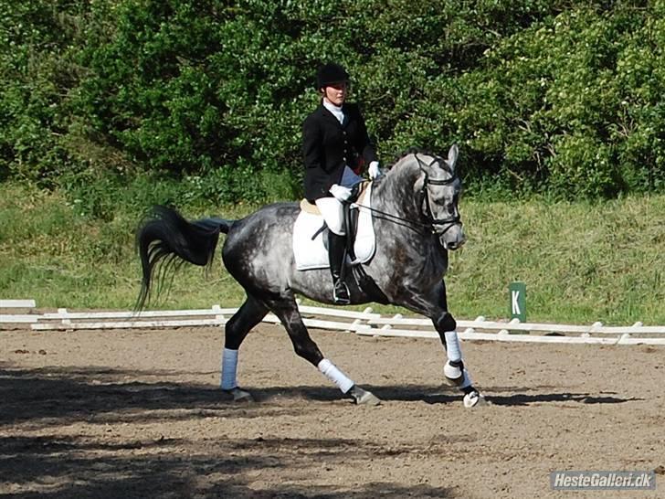 Dansk Varmblod  Skovly´s Herbert billede 14