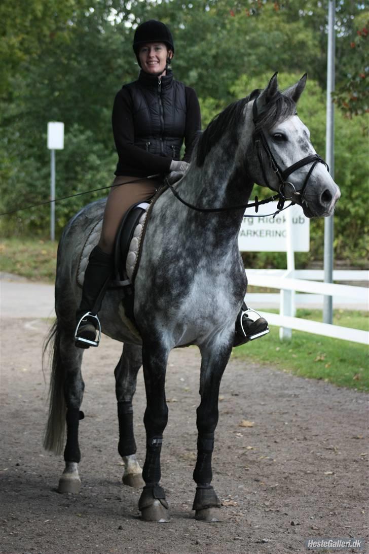 Dansk Varmblod  Skovly´s Herbert billede 15