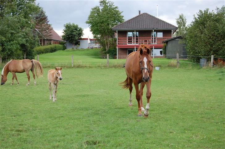 Dansk Varmblod De Lupino billede 6