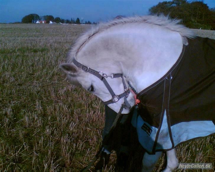 Anden særlig race Musse. R.I.P. *Himmel hest* - musse til billdet med en gulerød (;  billede 12