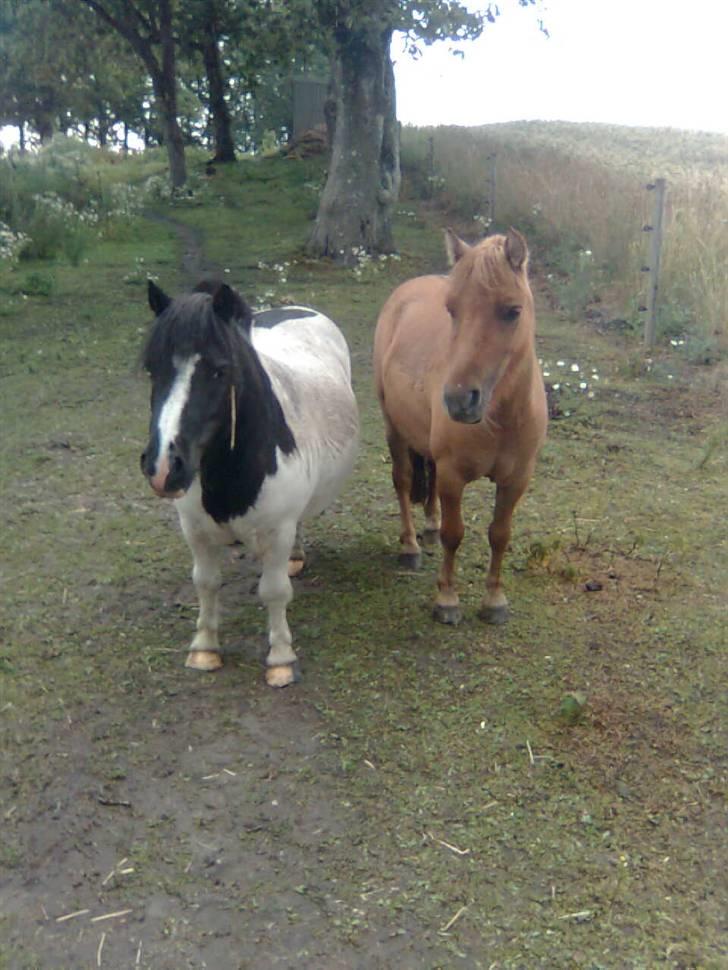 Shetlænder Freja billede 6