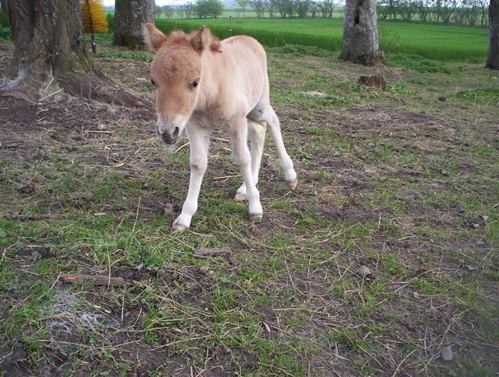 Shetlænder Freja billede 7