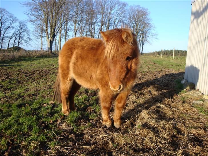 Shetlænder Freja - November 2008 billede 8