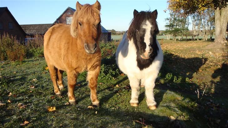 Shetlænder Freja billede 9