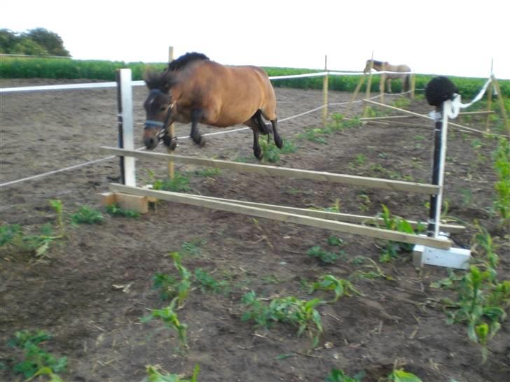 Shetlænder Enghøjs Sigurd SOLGT billede 19
