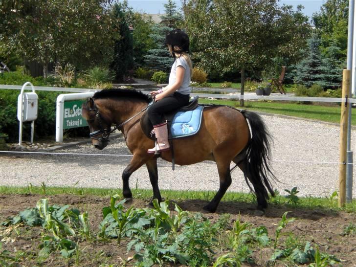 Shetlænder Enghøjs Sigurd SOLGT billede 20