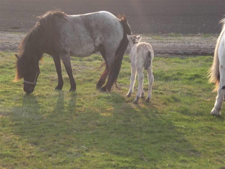 Islænder Grádis Fra Mellemholm billede 1