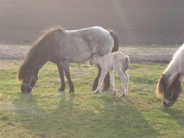 Islænder Grádis Fra Mellemholm billede 2