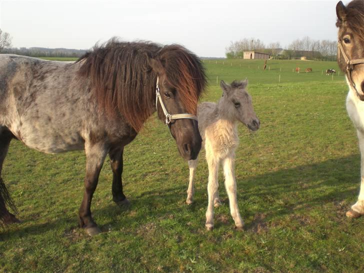 Islænder Grádis Fra Mellemholm billede 3