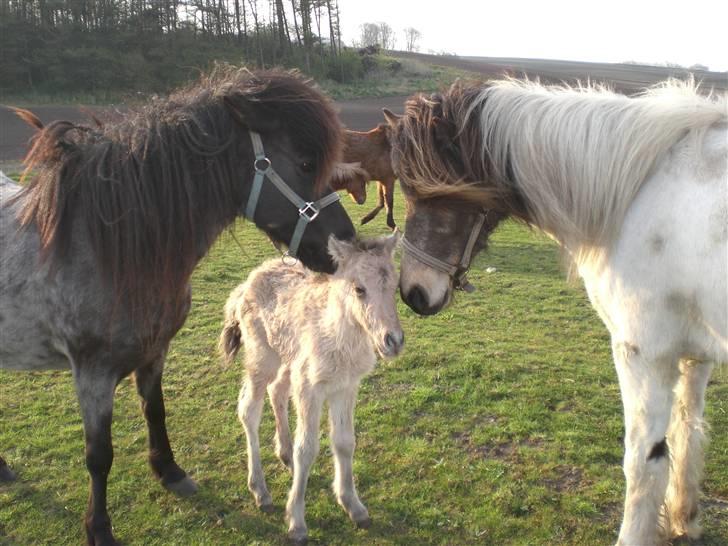 Islænder Grádis Fra Mellemholm billede 4