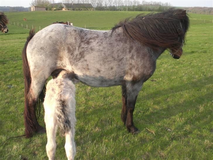 Islænder Grádis Fra Mellemholm billede 5