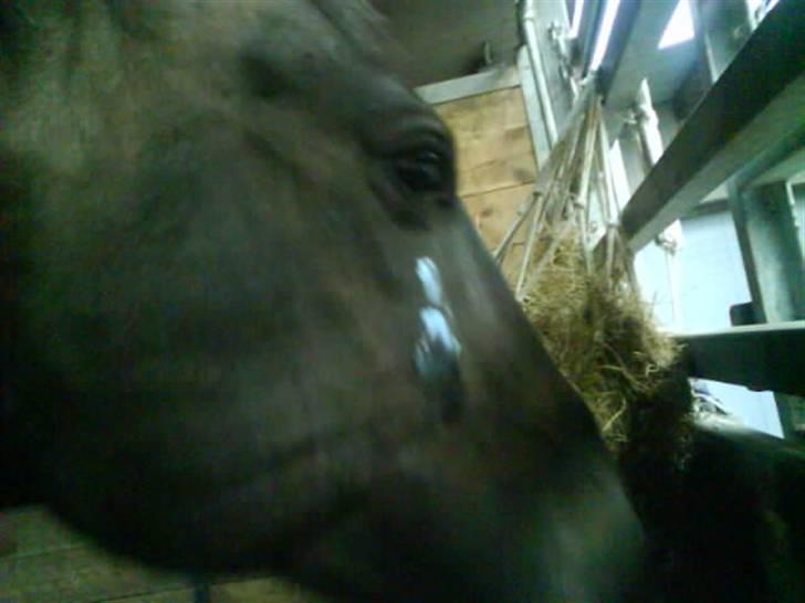 Oldenborg Pikeur - Pille har slået hul i hovedet (igen) billede 19