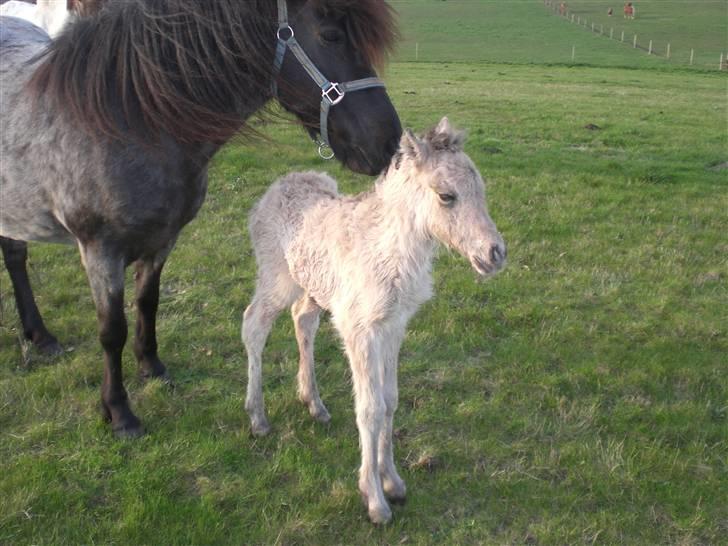 Islænder Busla Fra Østrup billede 1