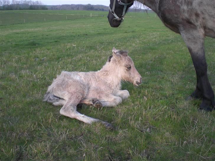Islænder Busla Fra Østrup billede 2