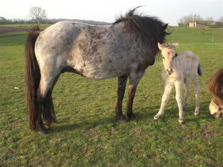 Islænder Busla Fra Østrup billede 3
